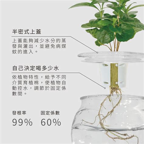 辦公室水耕植物|從辦公室到家中！水耕植物推薦指南 